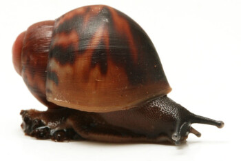 Archachatina marginata egregia Cameroon type 1a